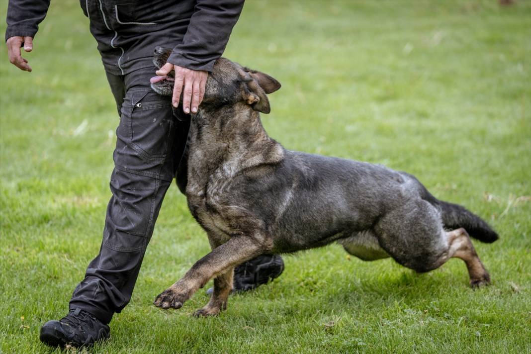 Özel eğitimli köpekler yeraltındaki su kaçaklarını tespit edecek 9